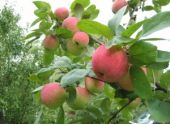 Началась закладка промышленного яблоневого сада в Калининградской области