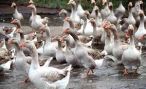 Птицеводство как бизнес в городских условиях Птицеводство как бизнес в городских условиях