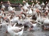 Птицеводство как бизнес в городских условиях Птицеводство как бизнес в городских условиях