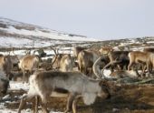 На Ямале появился новый агрокомплекс На Ямале появился новый агрокомплекс