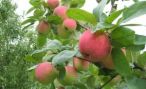 Началась закладка промышленного яблоневого сада в Калининградской области